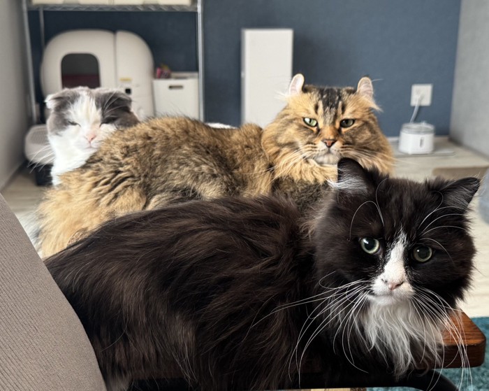 3匹の猫