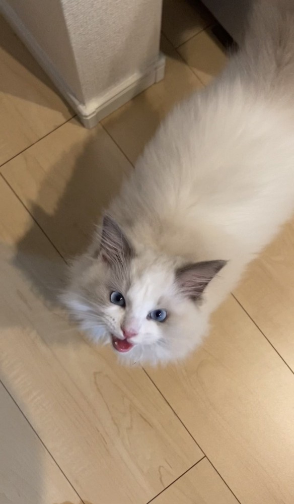 飼い主さんの足元にいる猫さん