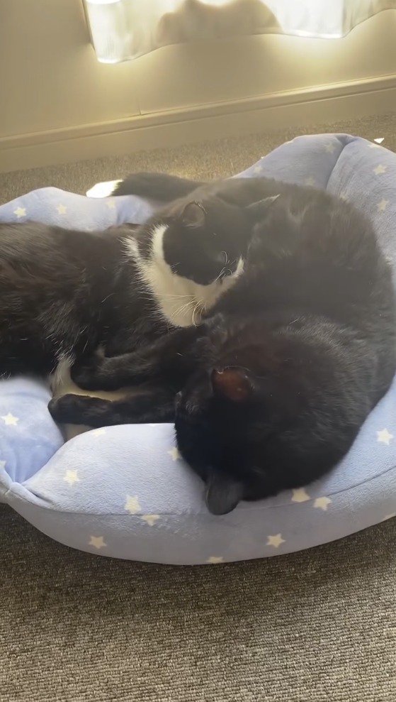 黒猫の腹に顔を乗せてもう一度眠るハチワレ猫