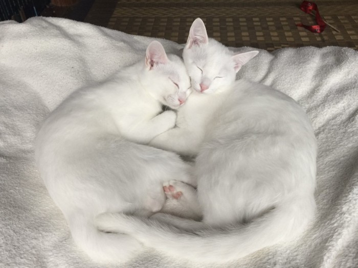 顔をくっつけて寄り添って眠る2匹の猫