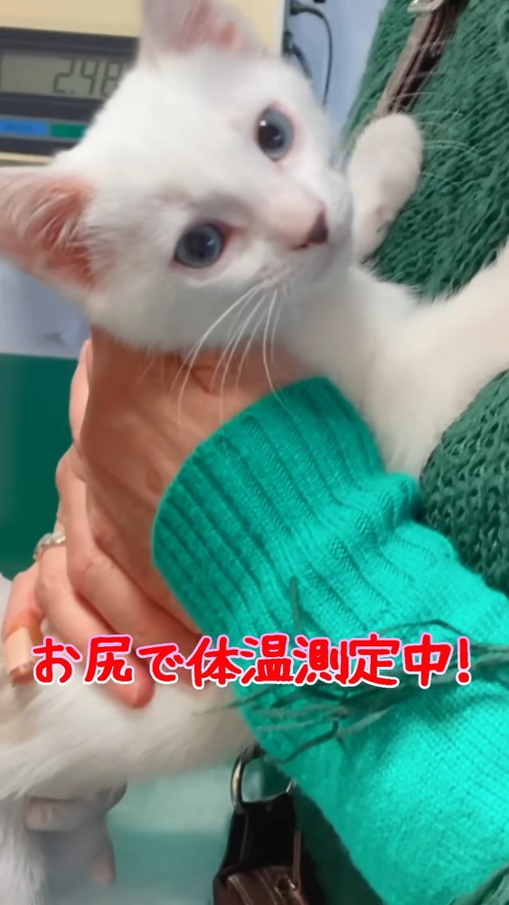 カメラを見る子猫