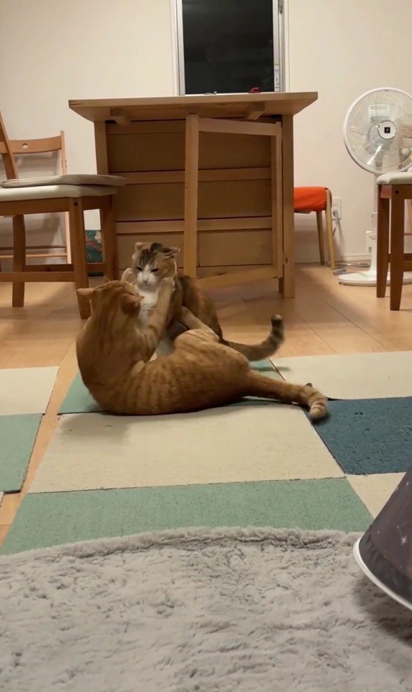 取っ組み合うきなこちゃんとにゃん太くん