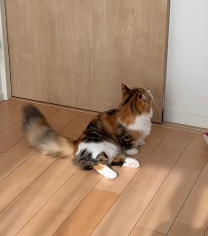 反射光を待っている猫