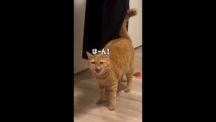 はーん！