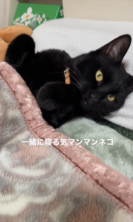 飼い主さんを見つめるみーてぃちゃん