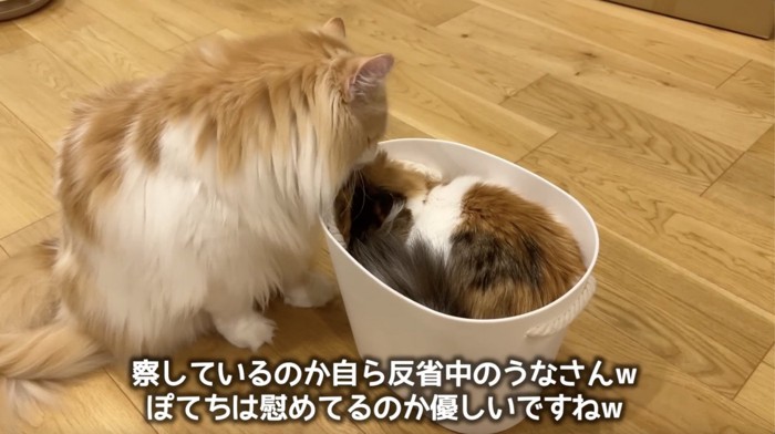 カゴの中に入る猫と慰める猫