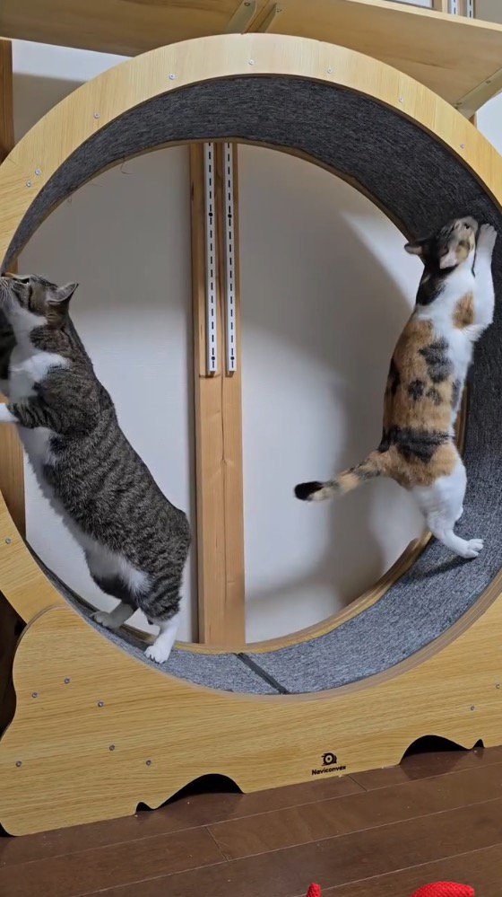キャットホイールの壁に前足をついて立ち上がる2匹の猫