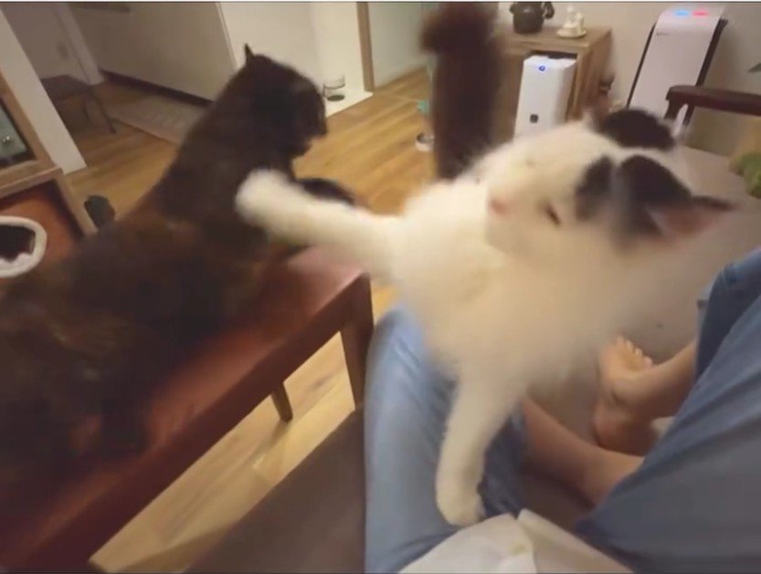 大きな瞳で飼い主さんを見つめる黒猫…あまりにも尊すぎる