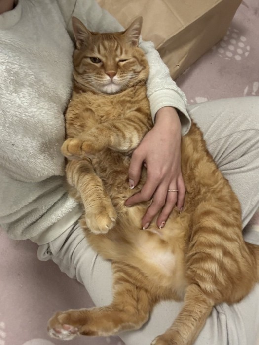 ウインクする猫