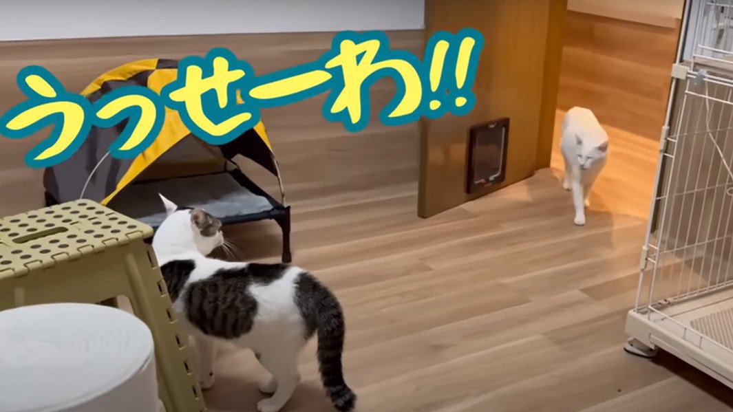 向かい合う二匹の猫