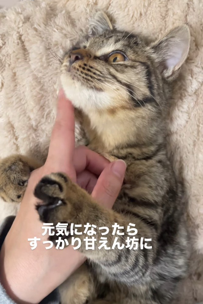 仰向けの子猫