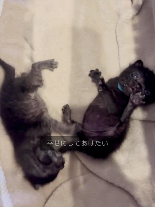 転がっている子猫
