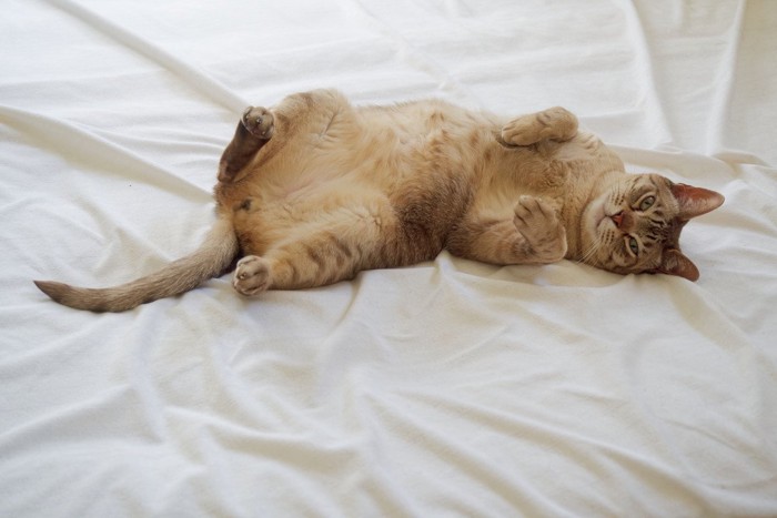 お腹を見せる猫