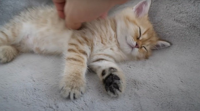 身体を撫でてもらう子猫