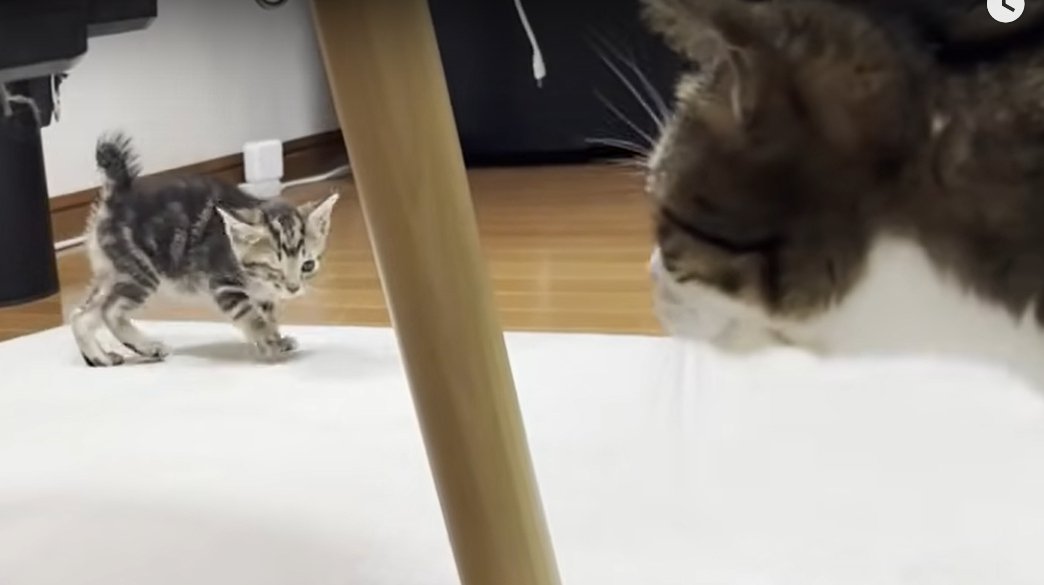 奥から歩いて来る子猫を手前側で見ている成猫