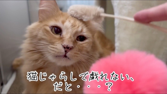 猫の頭を猫じゃらしで撫でる飼い主