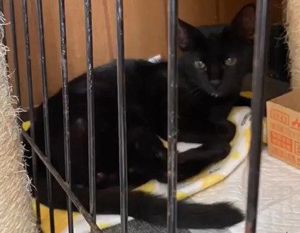 ケージ内に座る猫