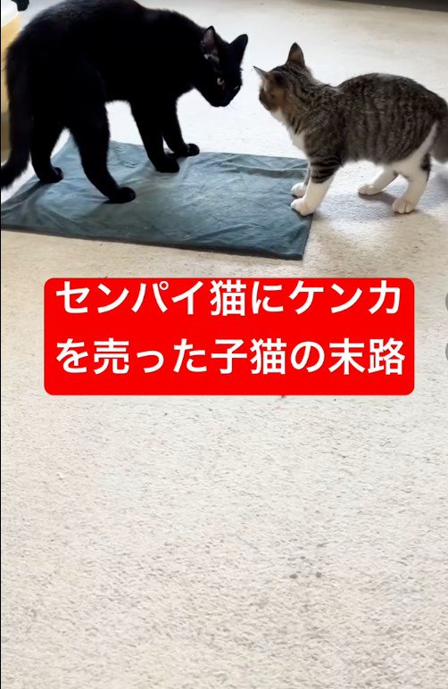 戦いごっこをしている猫と子猫