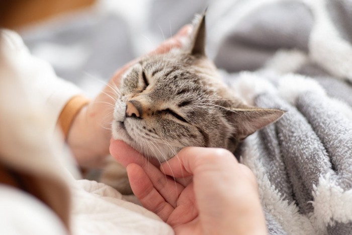撫でられる猫