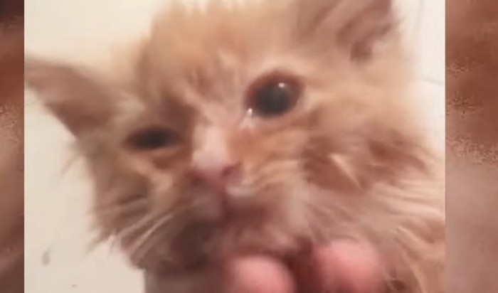 チャトラ子猫の顔アップ