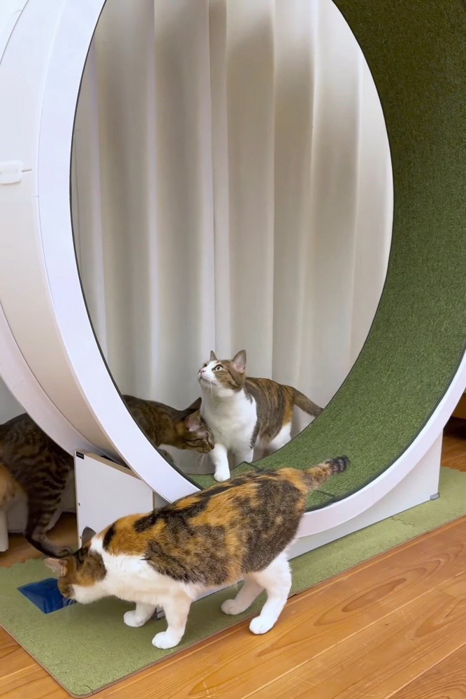 キャットホイールの周りにいる猫
