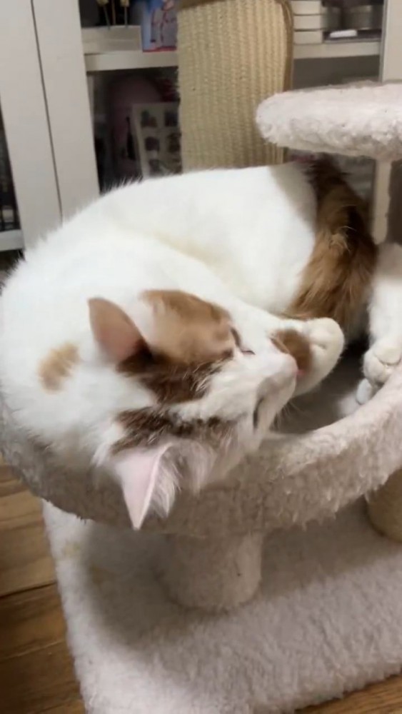 キャットタワーにいる猫