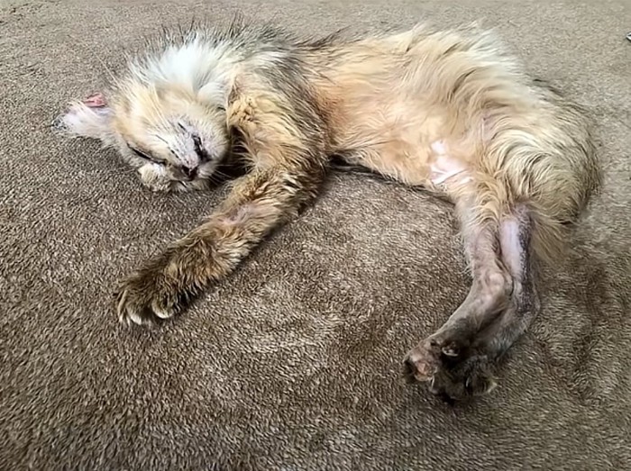 ガリガリの野良猫