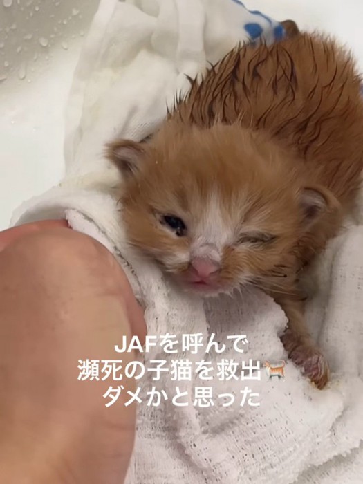 タオルの上に乗る子猫