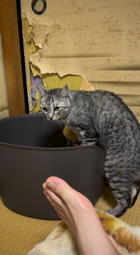 猫用トイレの縁に乗る猫