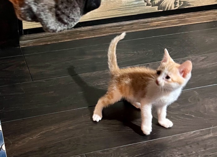 驚いた様子で後ずさりするマザリちゃん