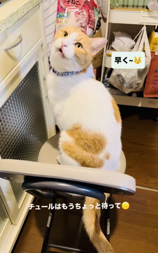 椅子の上に座っておやつをねだる保護猫