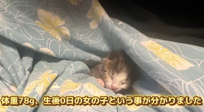 クッションの上にいる子猫