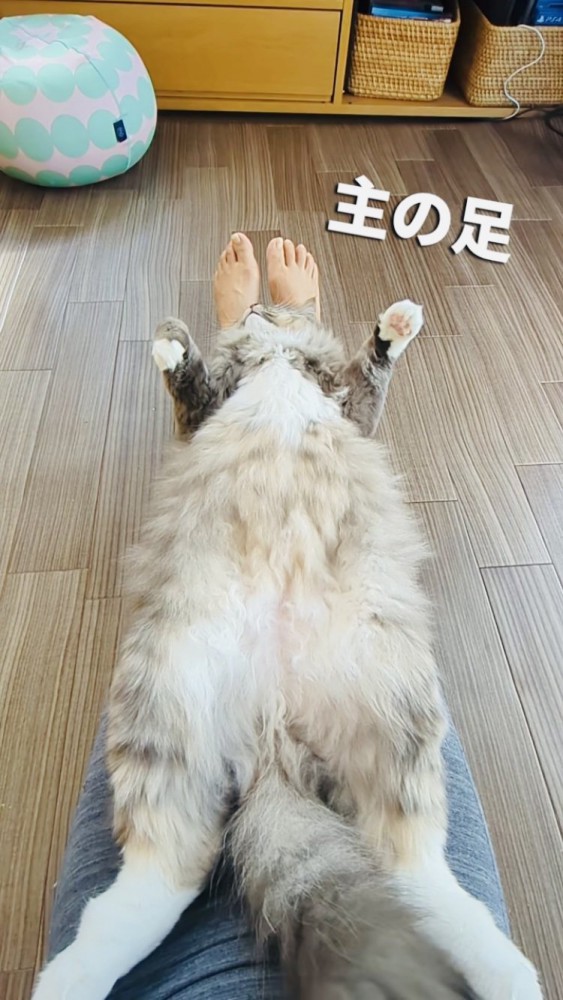 飼い主さんの足の上に仰向けで寝るサイベリアン