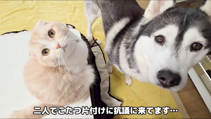 飼い主を見上げうるスコティッシュ・フォールドとハスキー犬