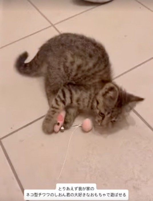 ベッドの近くにいる2匹の柴犬