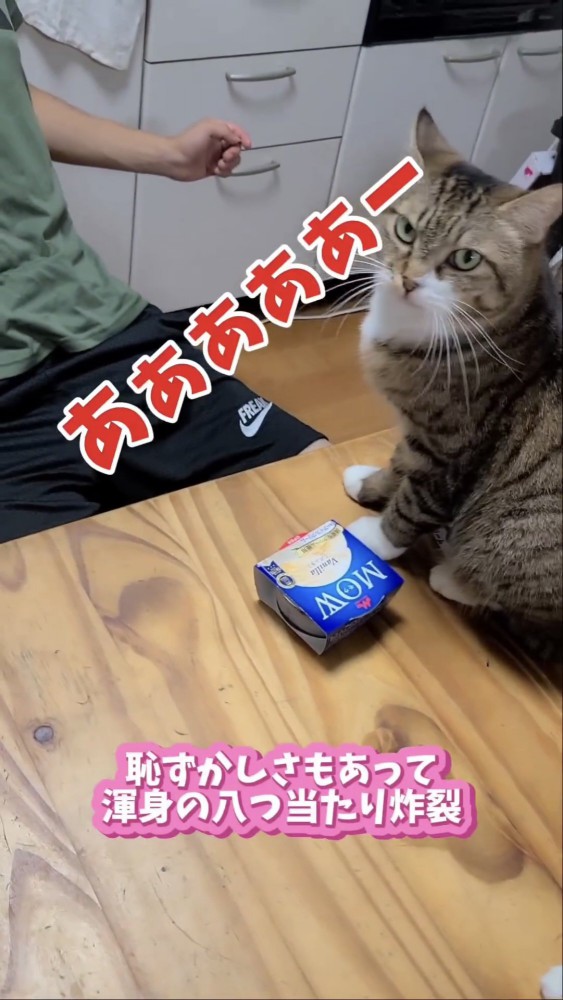 テーブルに乗る猫