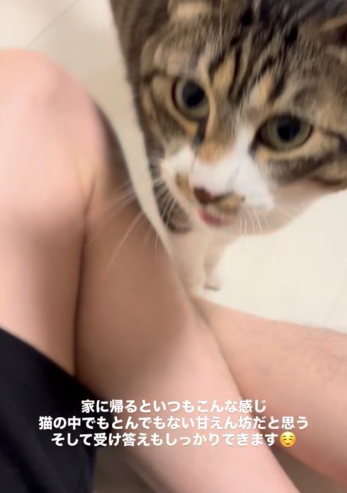 あぐらをかいた人の側で、顔を見上げる猫