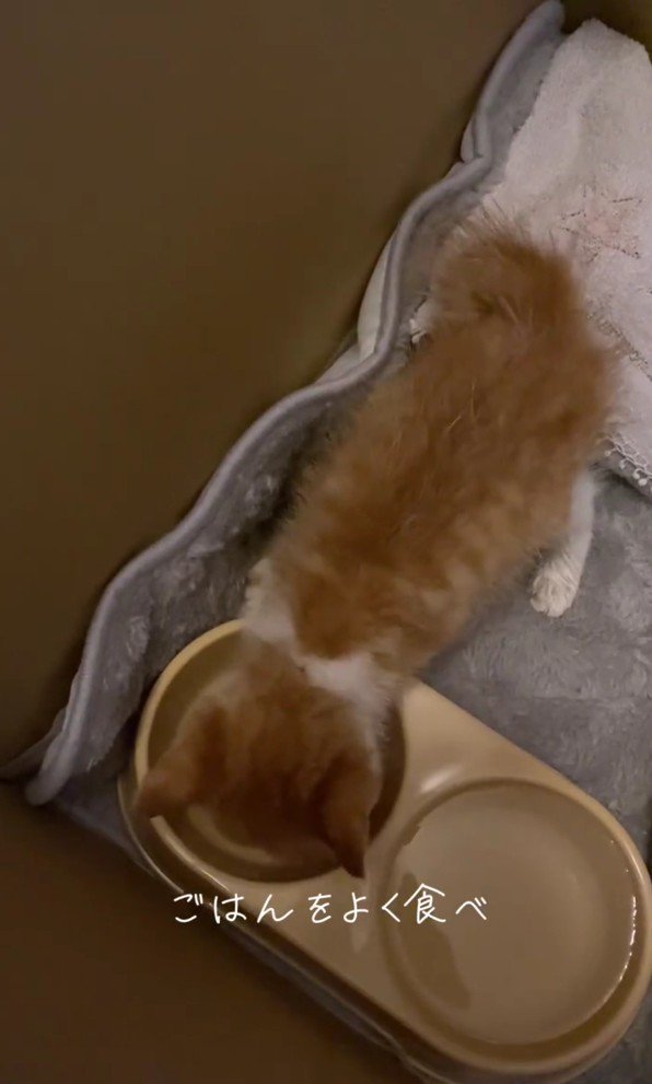 ごはんを食べる子猫