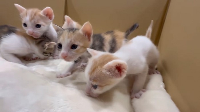 新しい部屋で歩き回る赤ちゃん