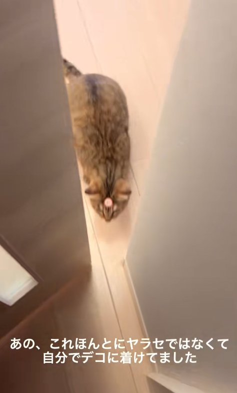 ドアの隙間から入ってくる猫
