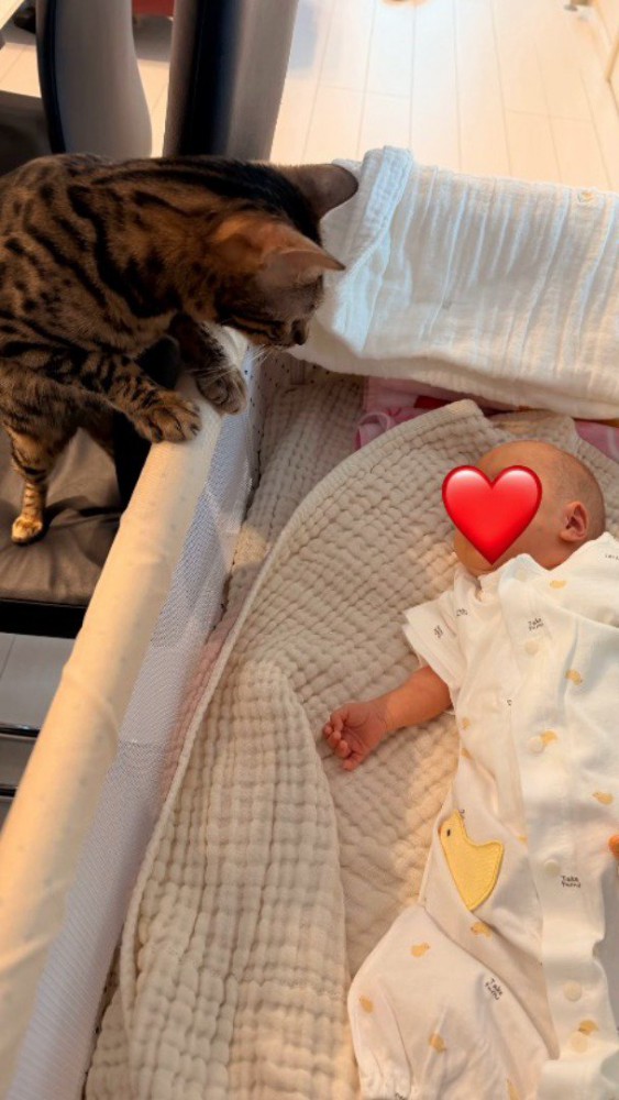 ベビーベッドに前足をかけて、赤ちゃんの顔を覗き込む猫