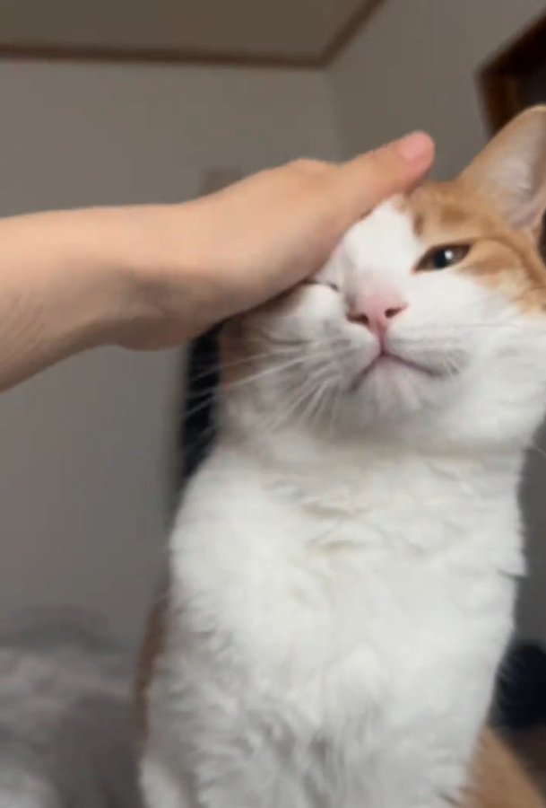 撫でられて嬉しそうなツナちゃん