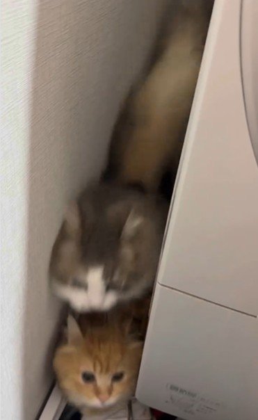 洗濯機の裏に隠れている猫
