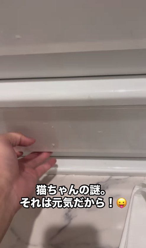 一番下の引き出しを開けようとしている飼い主の手