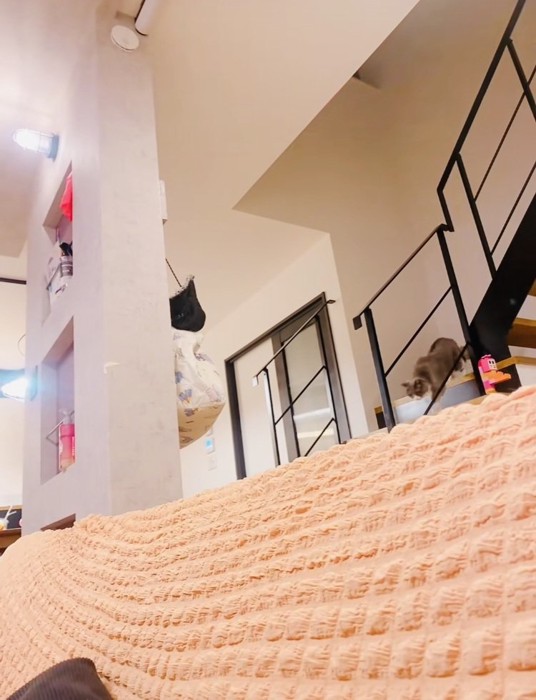 階段を下りるブリティッシュショートヘア