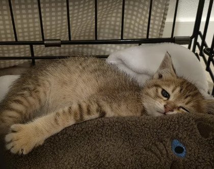 横になった子猫