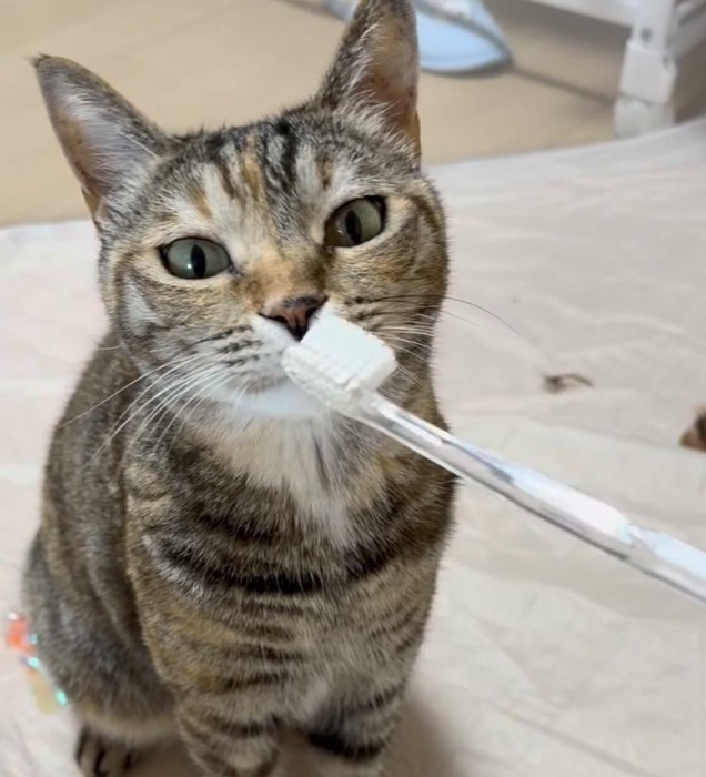 歯ブラシの匂いを嗅ぐ猫