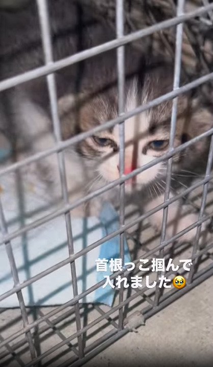 捕獲器に入った子猫