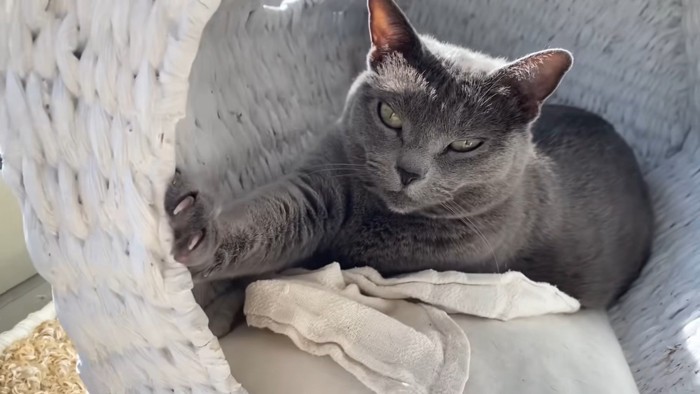 右前足を前に伸ばしてくつろぐロシアンブルー