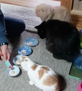 おやつを待つ3匹の猫